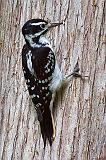 Woodpecker On A Tree_50758